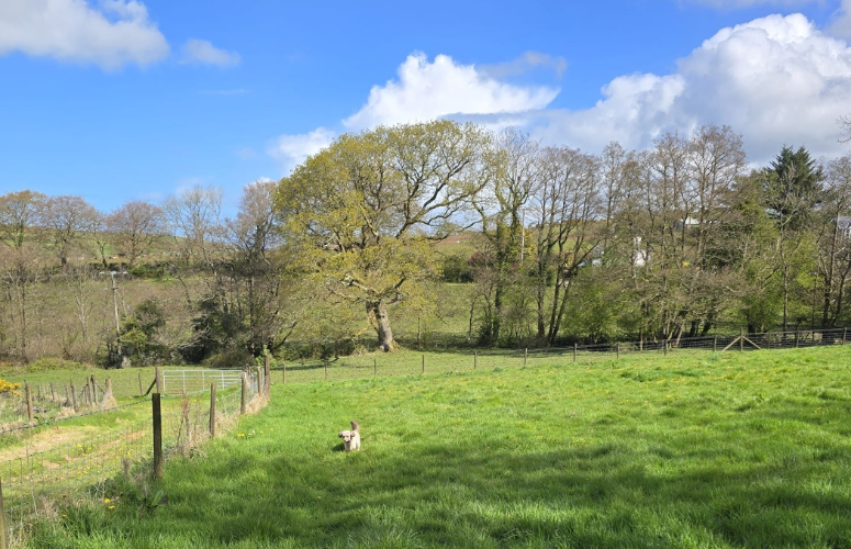 Adult only dog friendly holidays UK
