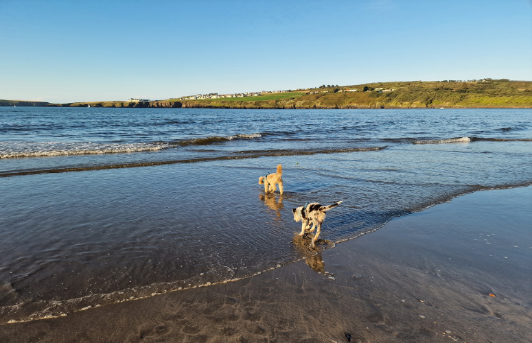 Dog friendly holidays in West Wales